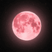 la Lune Fraise. Ce phénomène astronomique, qui doit son nom aux traditions amérindiennes plutôt qu'à une véritable transformation de notre satellite, représente bien plus qu'une simple pleine lune.