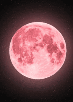 la Lune Fraise. Ce phénomène astronomique, qui doit son nom aux traditions amérindiennes plutôt qu'à une véritable transformation de notre satellite, représente bien plus qu'une simple pleine lune.