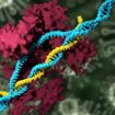le 19 juin 2025. Les chercheurs ont tenté un coup de poker : des nanoparticules lipidiques (NPL) pour balancer le système CRISPR/Cas9 direct dans les mitochondries.