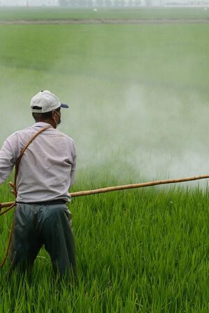 Les fongicides utilisés en agriculture ont été associés à une augmentation de la résistance aux médicaments antifongiques chez les humains et les animaux.