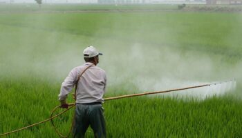 Les fongicides utilisés en agriculture ont été associés à une augmentation de la résistance aux médicaments antifongiques chez les humains et les animaux.