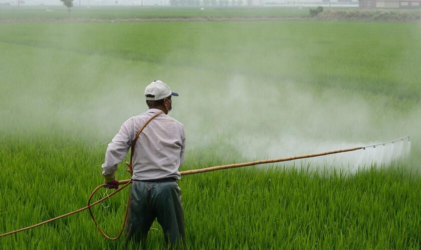 Les fongicides utilisés en agriculture ont été associés à une augmentation de la résistance aux médicaments antifongiques chez les humains et les animaux.
