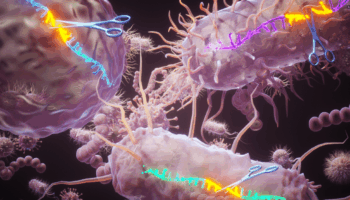 Des enzymes récemment découvertes permettent des incisions exactes dans l'ADN simple brin, révèle une étude de l'INRS.
